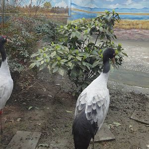 Black Necked Crane