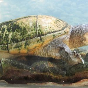 turtle zoomat