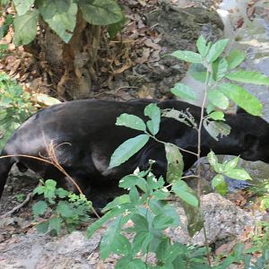 melanistic jaguar zoomat