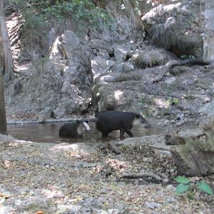 baird`s tapir exhibit zoomat