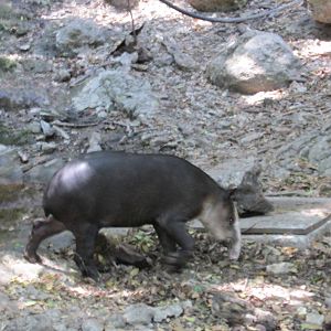 baird`s tapir zoomat