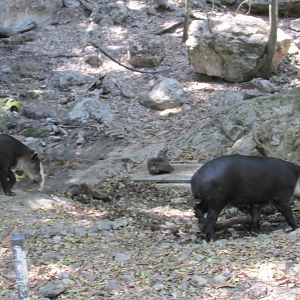 baird`s tapir zoomat