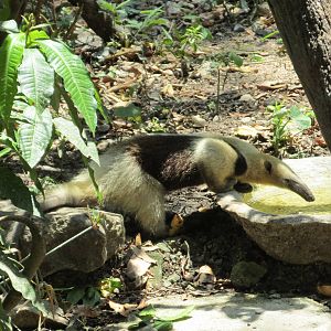 tamandua mexicana zoomat
