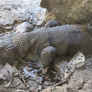 black beaded lizard zoomat - Heloderma Horridum Alvarezi is named in honor