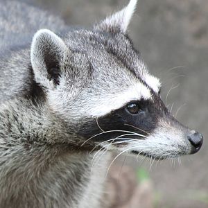 Raccoon