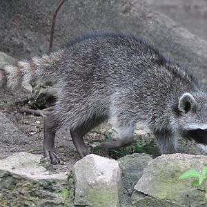 Raccoon