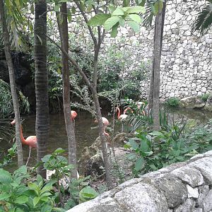 One of the Flamingo enclosures