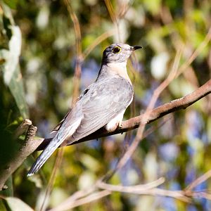 Fan-tailed Cuckoo