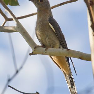 Fan-tailed Cuckoo
