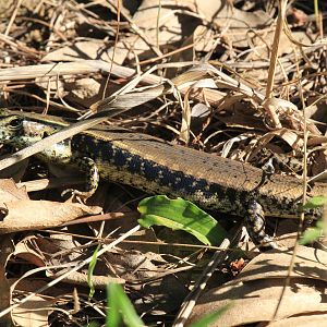 Eastern Water Skink