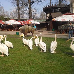 Great White Pelicans