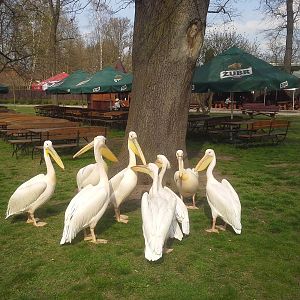 Great White Pelicans