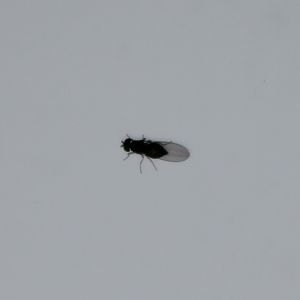 Fly species