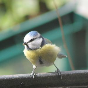 Blue tit
