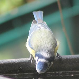 Blue tit drinking