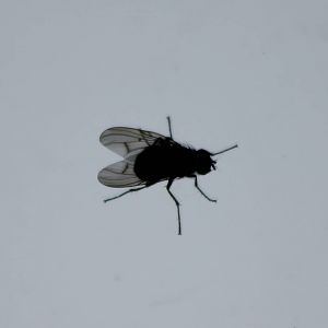Fly species
