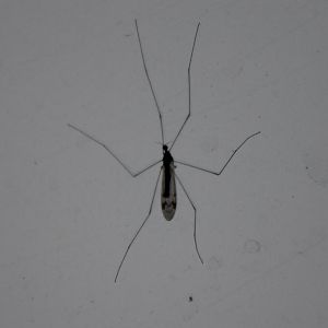 Mosquito species