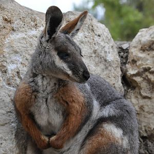 Yellow-footed rock wallaby / Petrogale xanthopus xanthopus