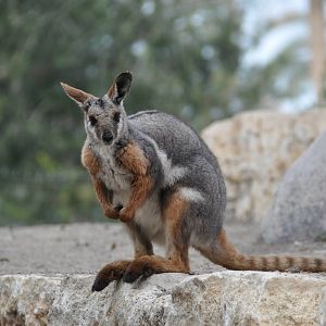 Yellow-footed rock wallaby / Petrogale xanthopus xanthopus