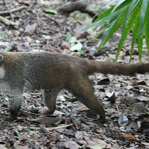 Yucatan coati