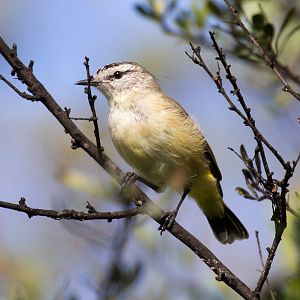 Yellow-rumped Thornbill