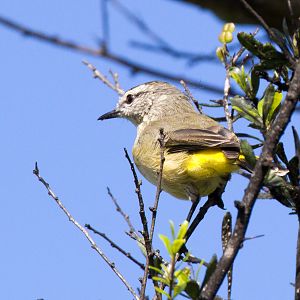 Yellow-rumped Thornbill