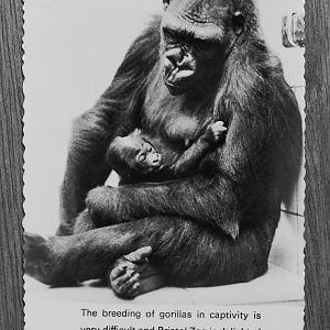 Postcard showing Daniel & Delilah