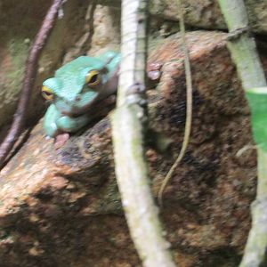 mexican cloud forest tree frog zoomat