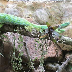 green fer de lance bothriechis bicolor zoomat