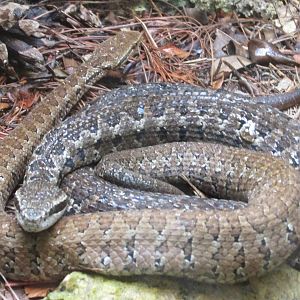 tzotzil fer de lance zoomat