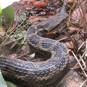 mountain fer de lance zoomat