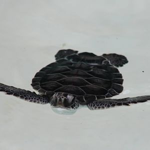 Green turtle young