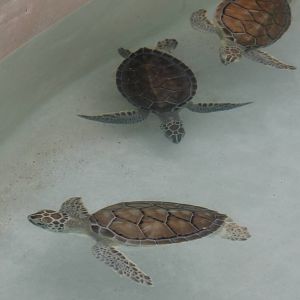 Green turtles a little bigger