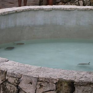 Raising basin Green turtles