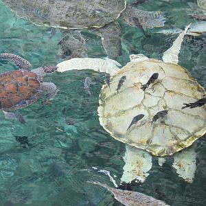 Very pale Green turtle