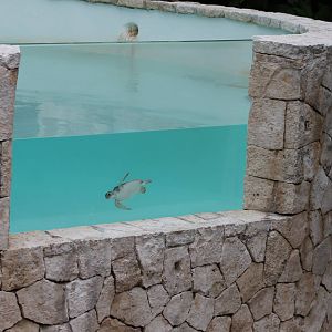 Underwater viewing Green turtle
