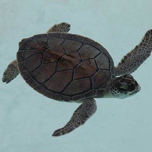 Green turtle young