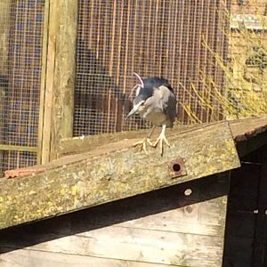 Black-crowned Night Heron 090314