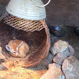 Fennec Fox 090314