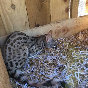 Common Genet 090314