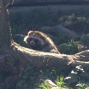 Raccoon Dog 090314