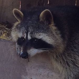 Raccoon 090314
