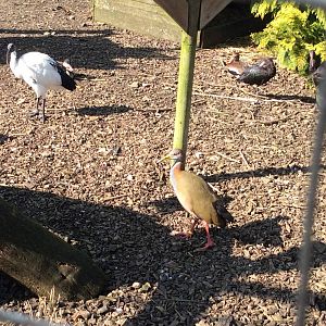 Giant Wood Rail 090314