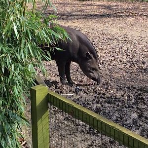 Brazilian Tapir 300314