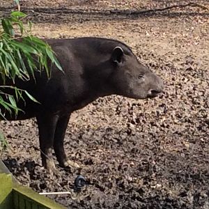 Brazilian Tapir 300314