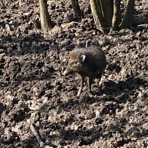 Visayan Warty Pig Juvenile 300314