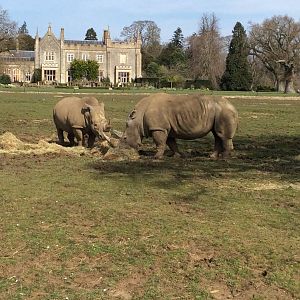 White Rhinoceros 300314