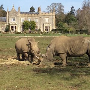 White Rhinoceros 300314