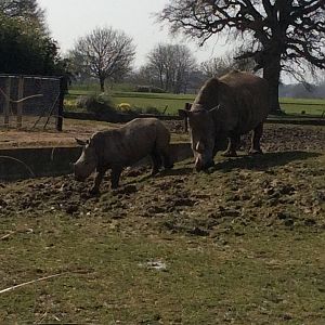 White Rhinoceros 300314