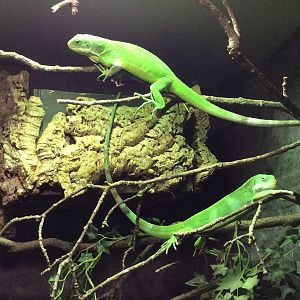 Fiji Banded Iguana 300314
